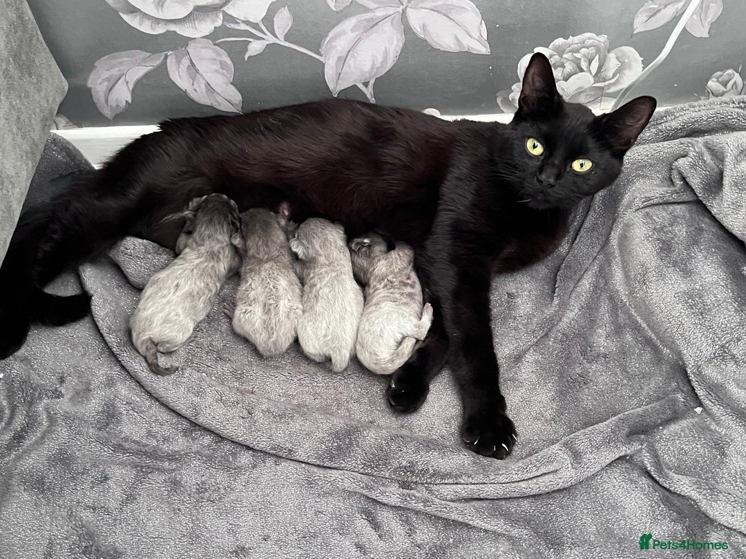 Mixed Breed cats for sale: 4 beautiful grey kittens - Image 1