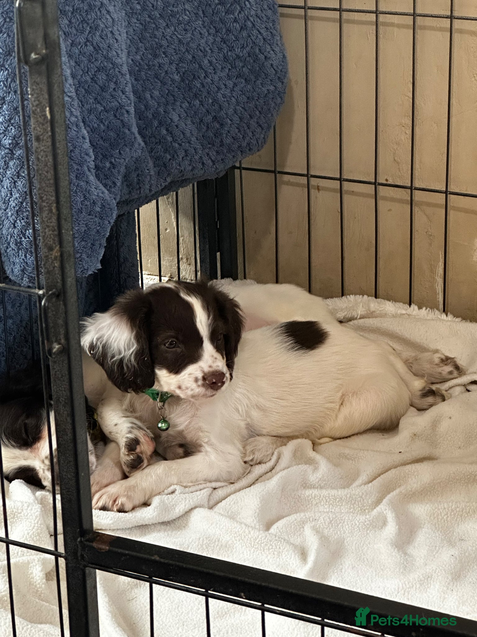 English Springer Spaniel dogs 1 Male Springer Spaniel Pup Left - See Description - Advert 5