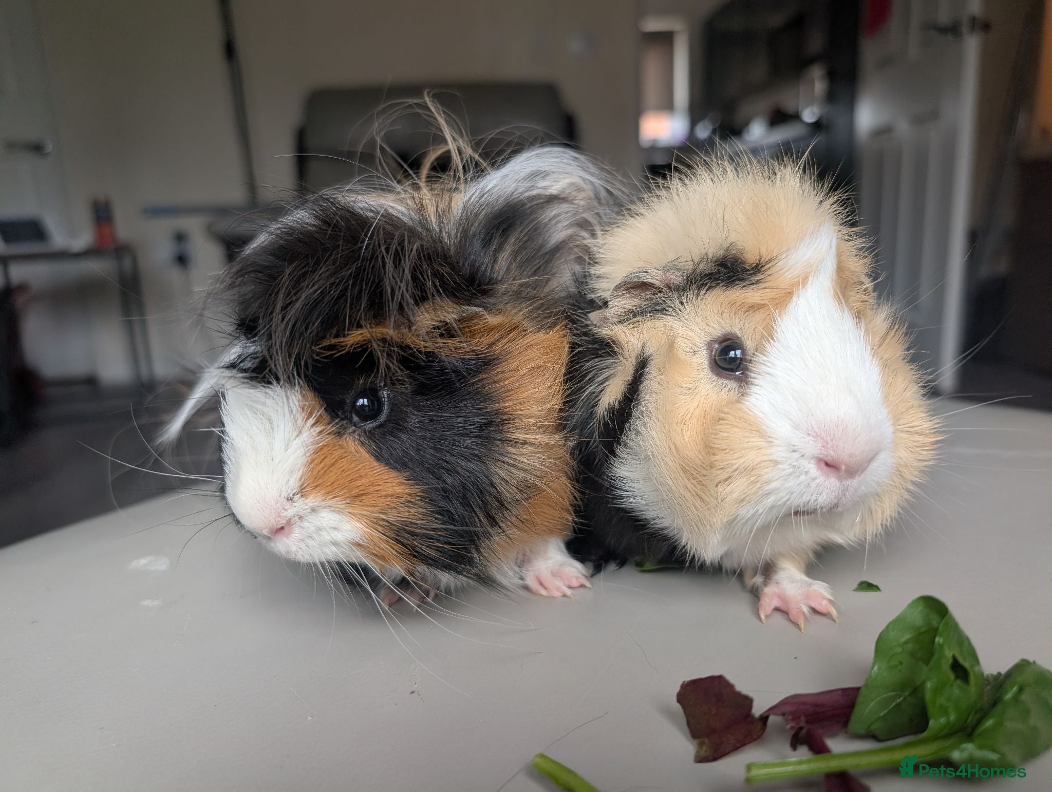 Guinea Pig rodents 2 male guinea pigs  - Advert 1