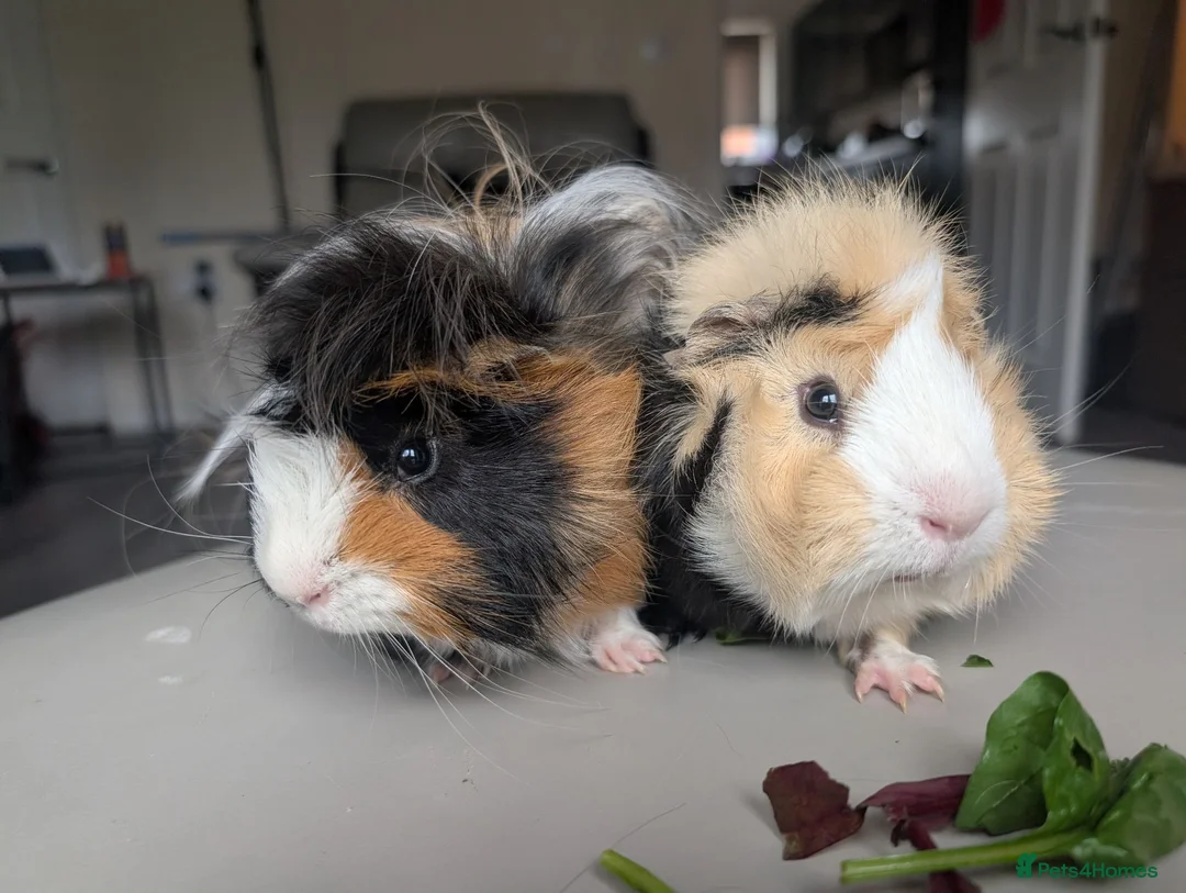 Guinea Pig rodents for sale: 2 male guinea pigs  - Advert 1