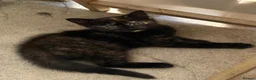 Mixed Breed cats for sale: READY NOW Bengal x kittens  - Advert 3