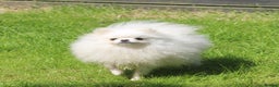 Pomeranian dogs for stud: Kc registered pomeranian white stud dog in Alford - Advert 3