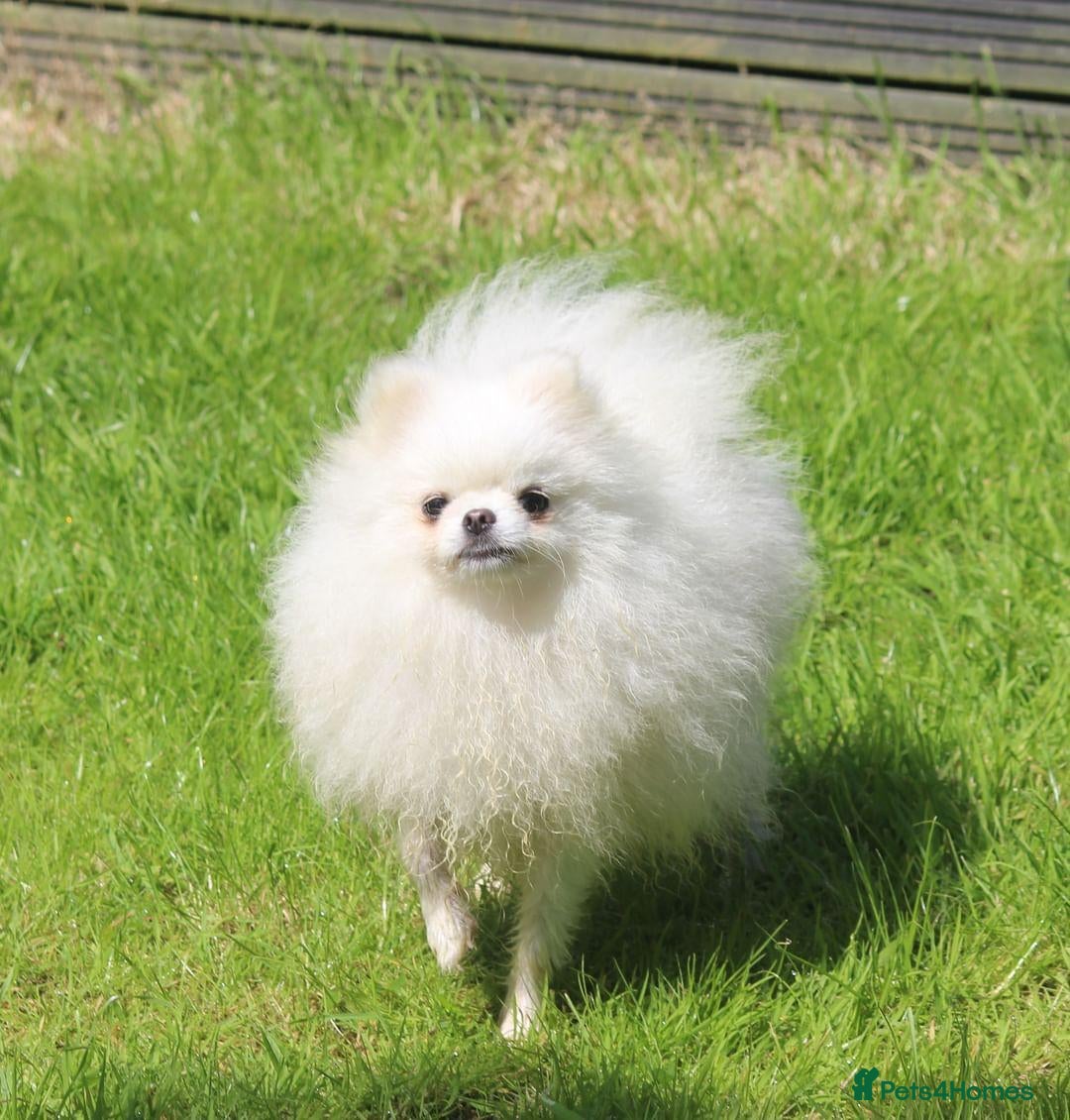 Pomeranian dogs for stud: Kc registered pomeranian white stud dog in Alford - Advert 3