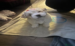 Bichon Frise dogs for sale: ALEX CHIRILA - Image 3