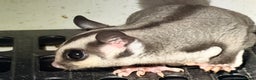 Sugar Glider rodents for sale: Baby gliders ready now  - Advert 3