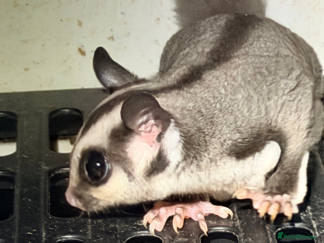 Sugar Glider rodents for sale: Baby gliders ready now  - Advert 3