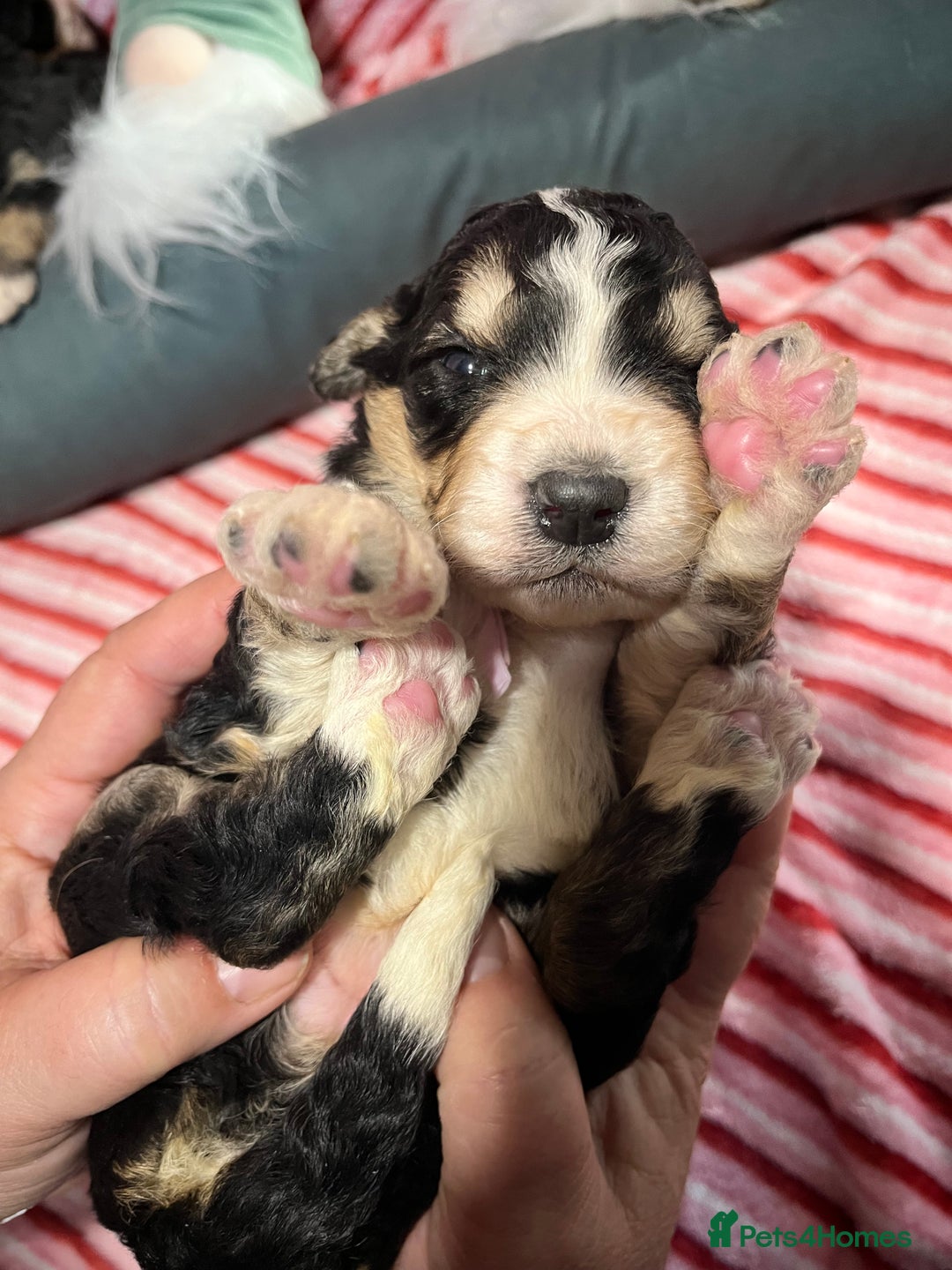 Bernedoodle dogs for sale: Tri Bernedoodle boys and girls  - Advert 4