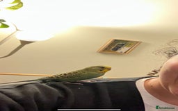 Budgerigars birds for sale: Tame budgies with cage and accessories and food - Image 5