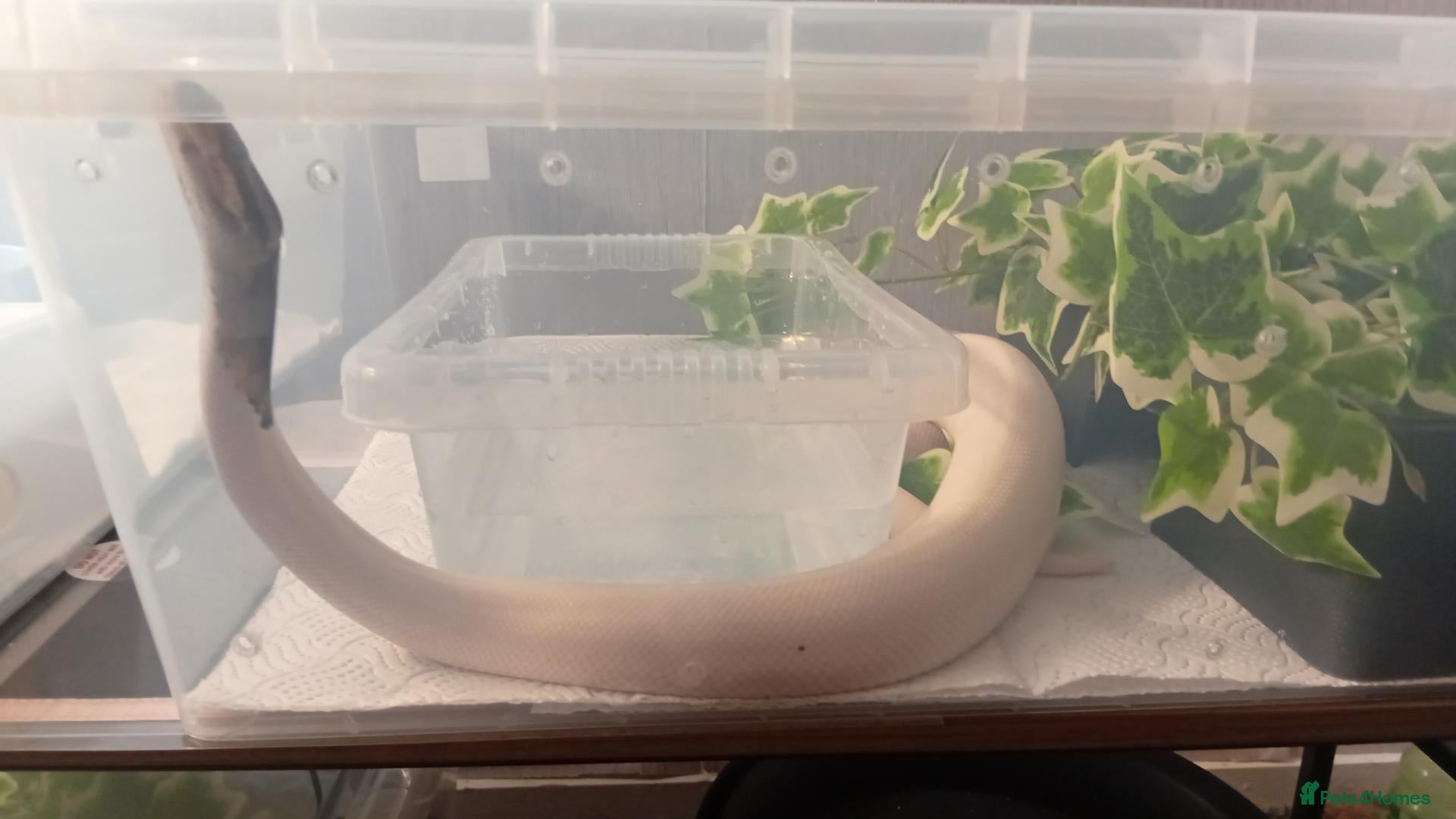 Python Snake reptiles High pied or panda pied not sure  - Advert 2
