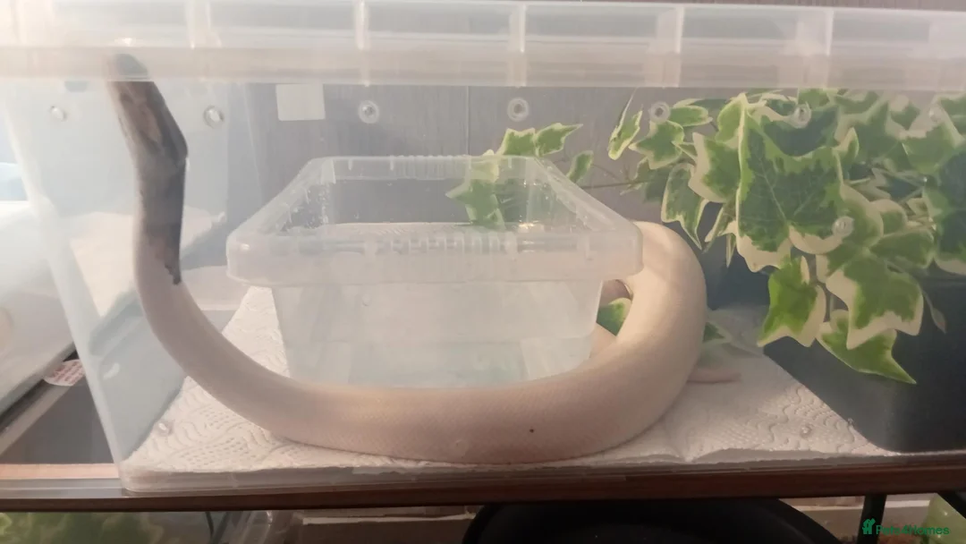 Python Snake reptiles for sale: High pied or panda pied not sure  in Stoke-on-Trent - Advert 1