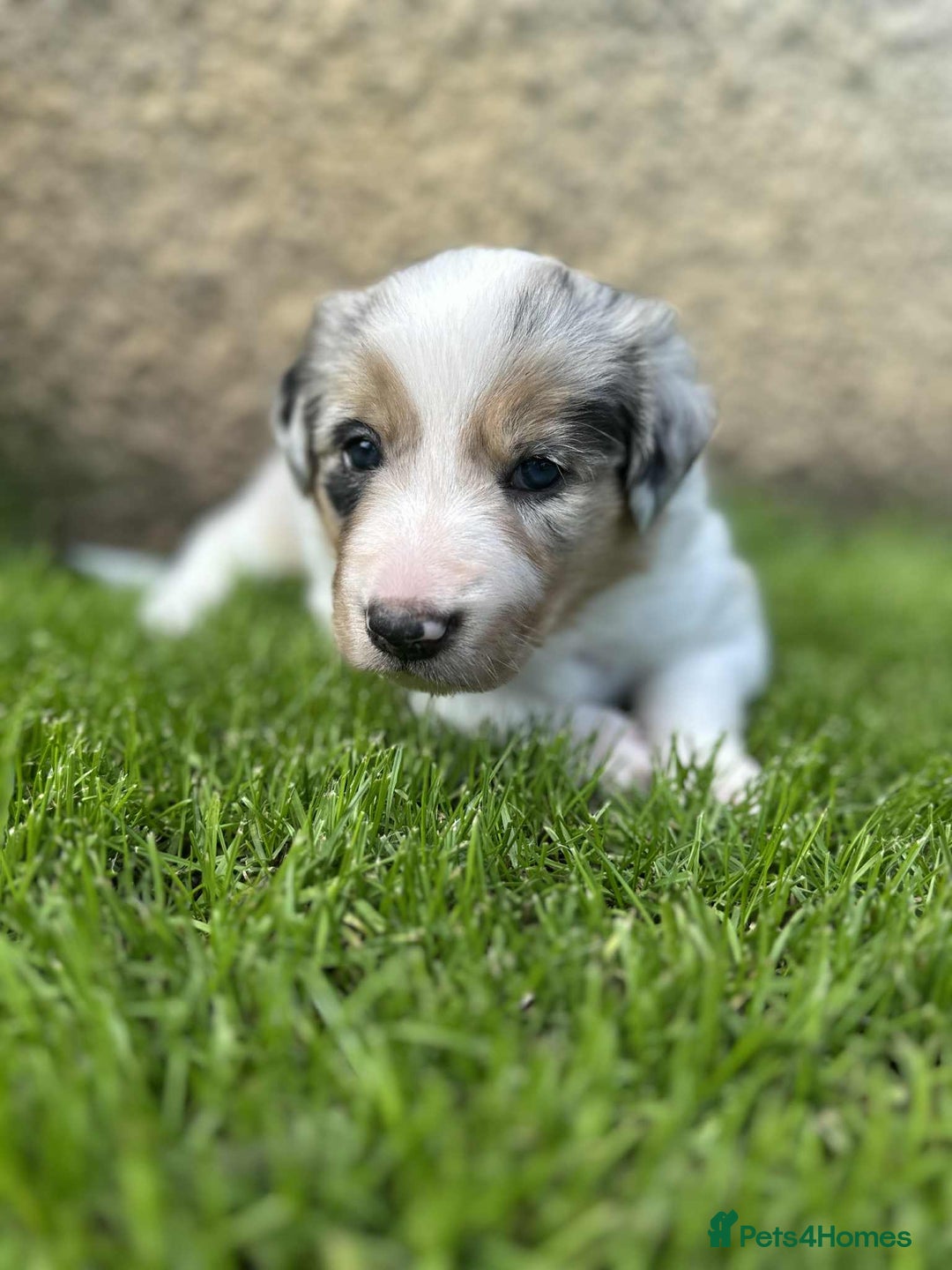 Border Collie dogs for stud:  Snoop - Image 19