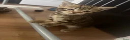 Mixed Breed cats for sale: 4 beautiful tabby kittens  - Advert 6