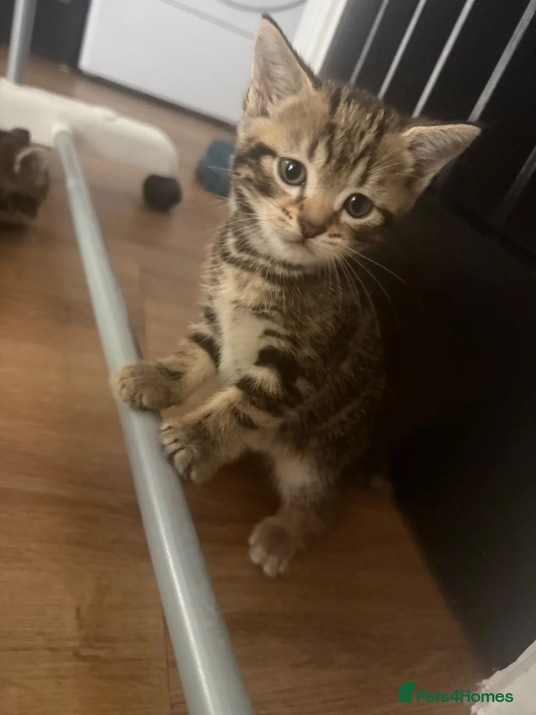 Mixed Breed cats for sale: 4 beautiful tabby kittens  - Advert 6