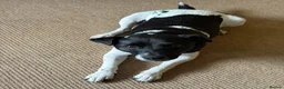 Parson Russell dogs for sale: Rehome Loki in Horley - Advert 6