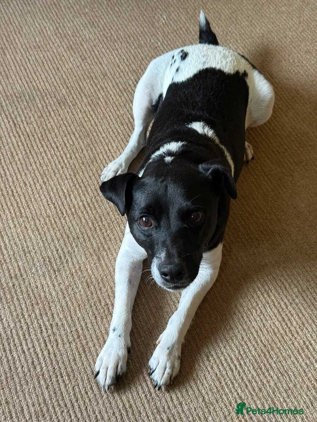 Parson Russell dogs for sale: Rehome Loki in Horley - Advert 6