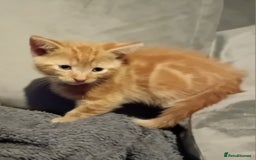Mixed Breed cats for sale: Fluffy Kittens  - Image 8