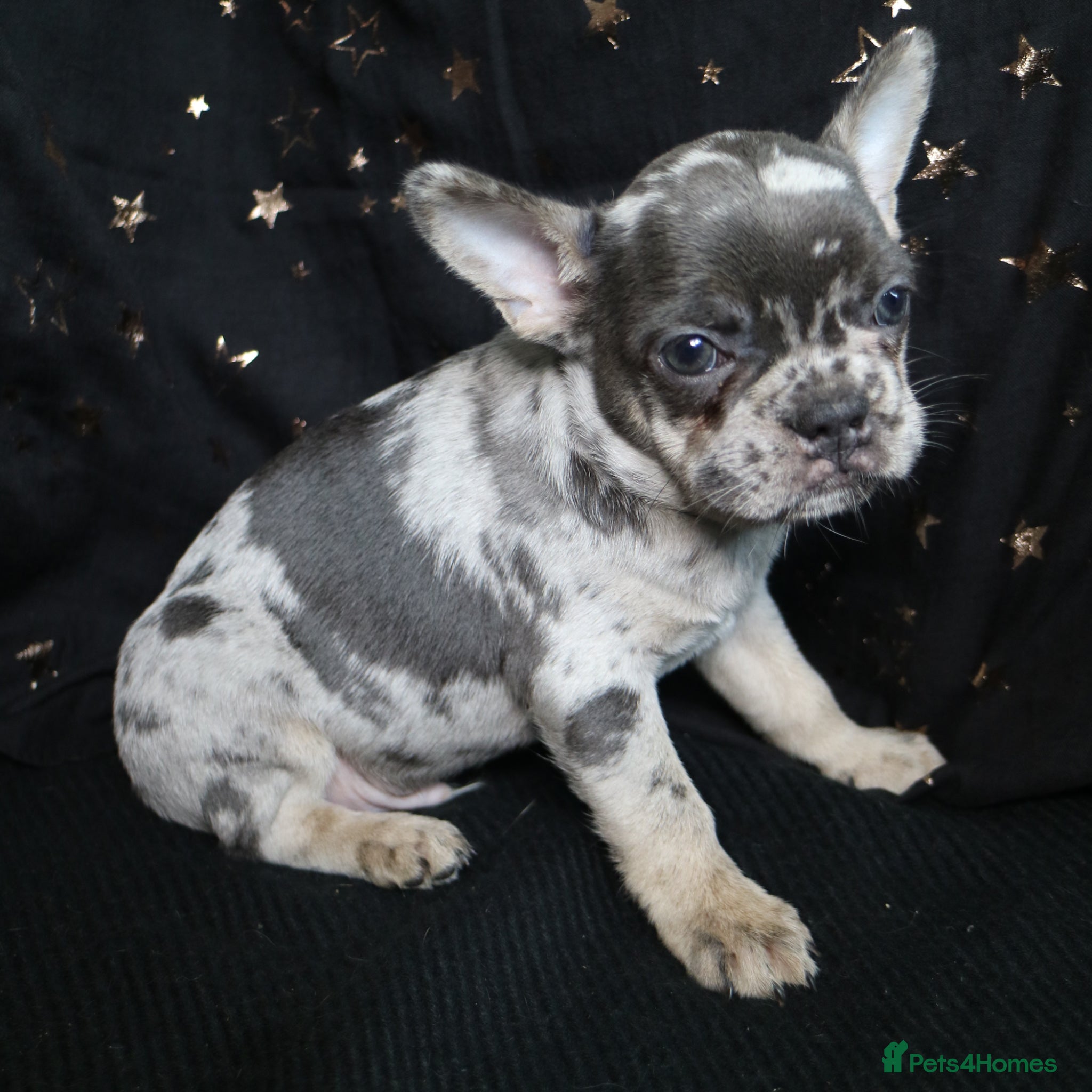 French Bulldog dogs for sale: Happy and health french bulldog puppies  in Braintree - Advert 15