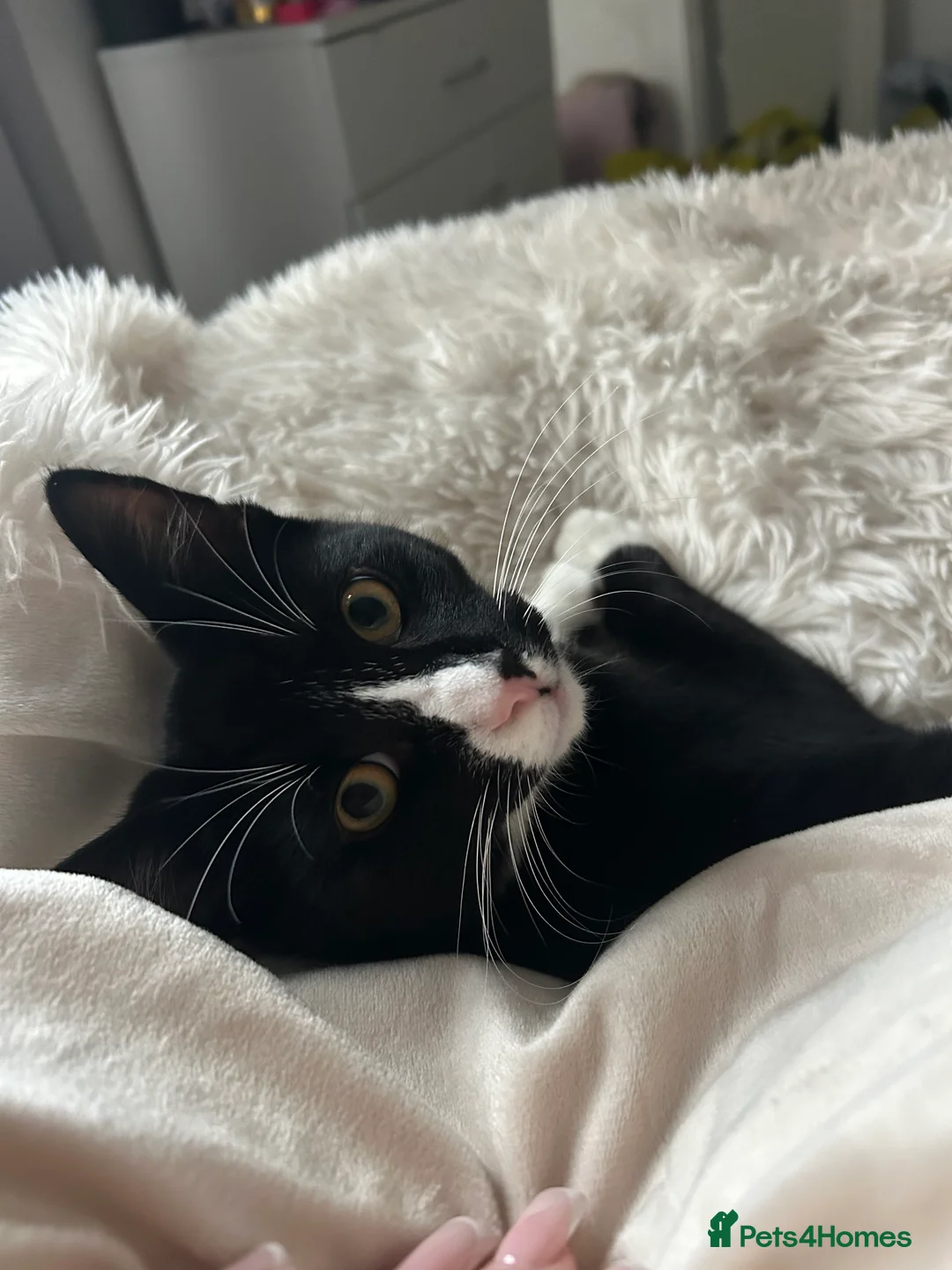 Mixed Breed cats for sale: 2 precious boy kittens  - Advert 2