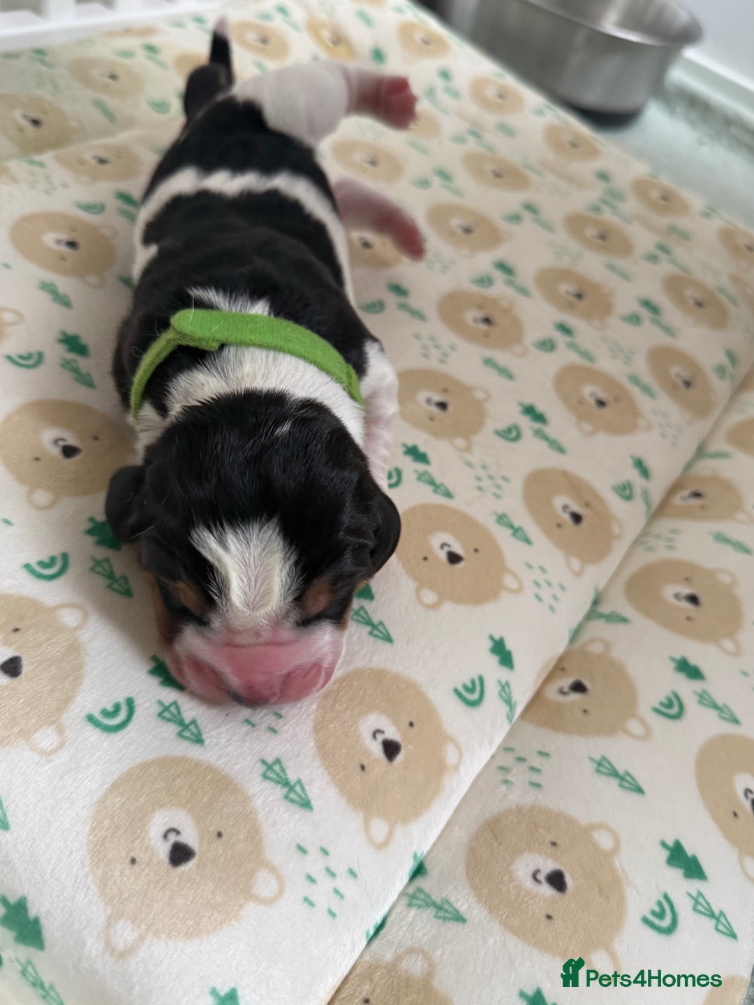 Basset Hound dogs for sale: Beautiful Basset Hound Puppies  - Image 27