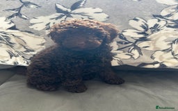 Cockapoo dogs for sale: Beautiful cockapoo puppies  - Image 1