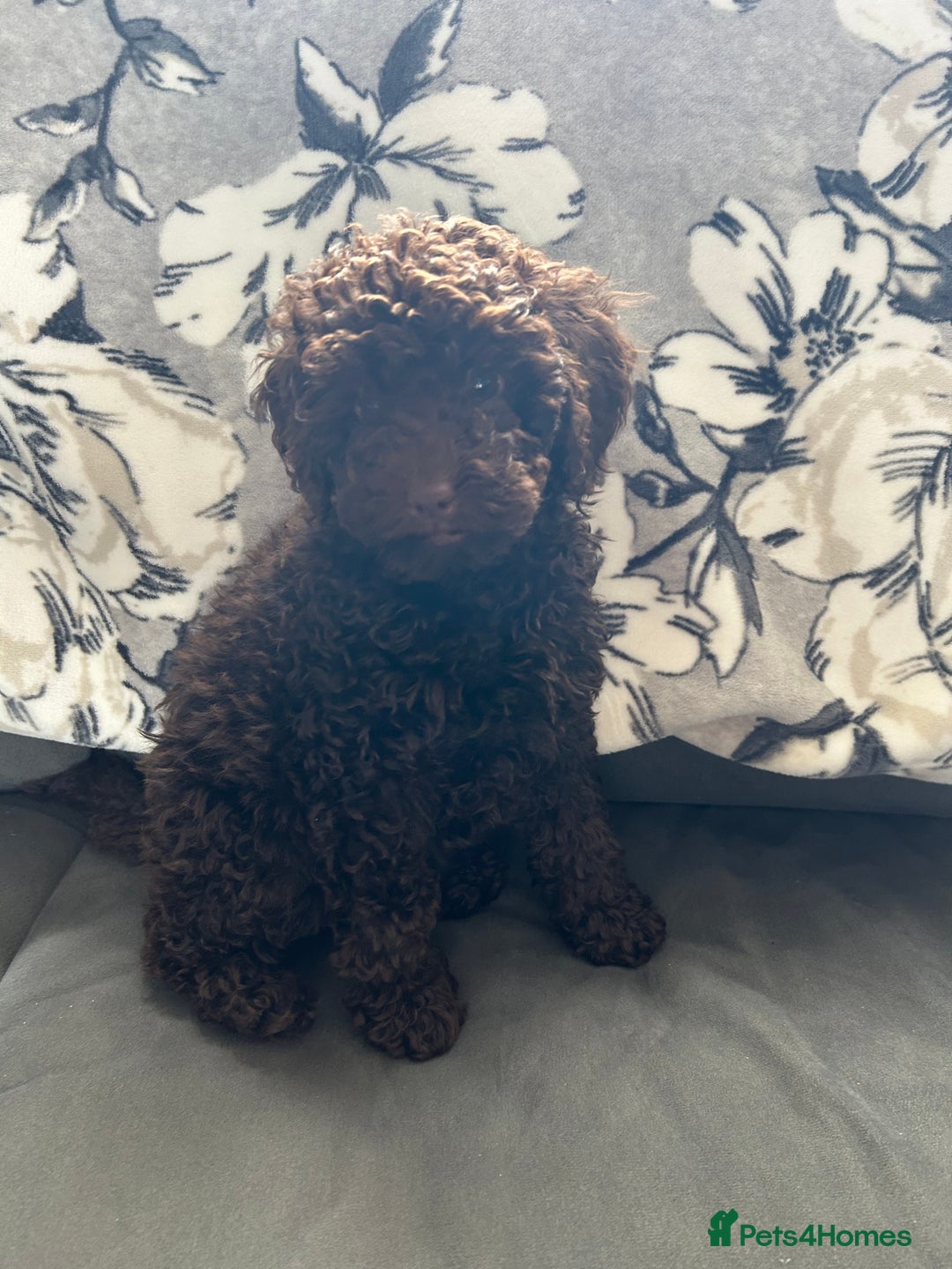 Cockapoo dogs for sale: Beautiful cockapoo puppies  - Image 1
