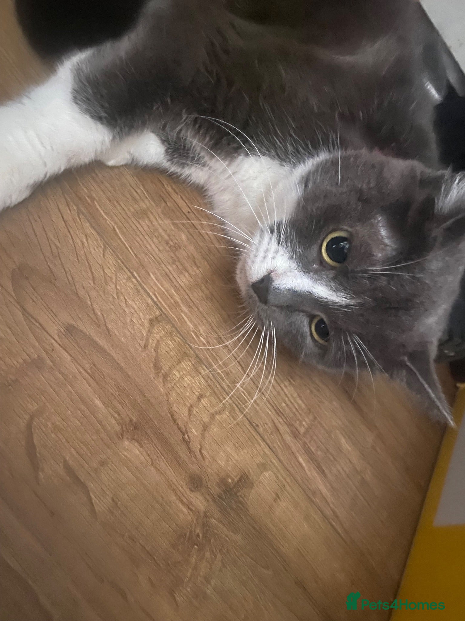 Brazilian Shorthair cats Beautiful blue grey litter  - Advert 12