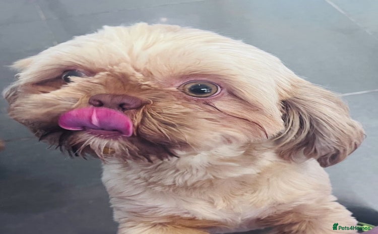 Shih Tzu dogs - Advert 2