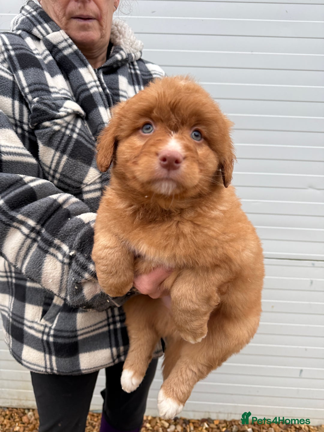 Nova Scotia Duck Tolling Retriever dogs for sale: Beautiful Kc registered nova scotias puppies  - Advert 2