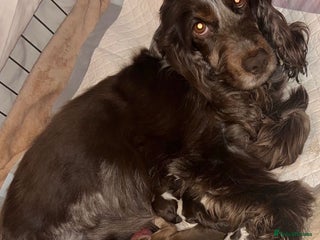 Cocker Spaniel dogs Show type cocker spaniels - Advert 4