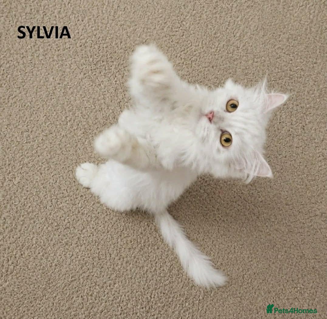Mixed Breed cats Sylvia seeks a loving home - Advert 6