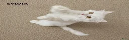 Mixed Breed cats for adoption: Sylvia seeks a loving home - Advert 1