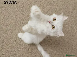 Mixed Breed cats Sylvia seeks a loving home - Advert 6