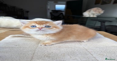 British Shorthair cats - Advert 11