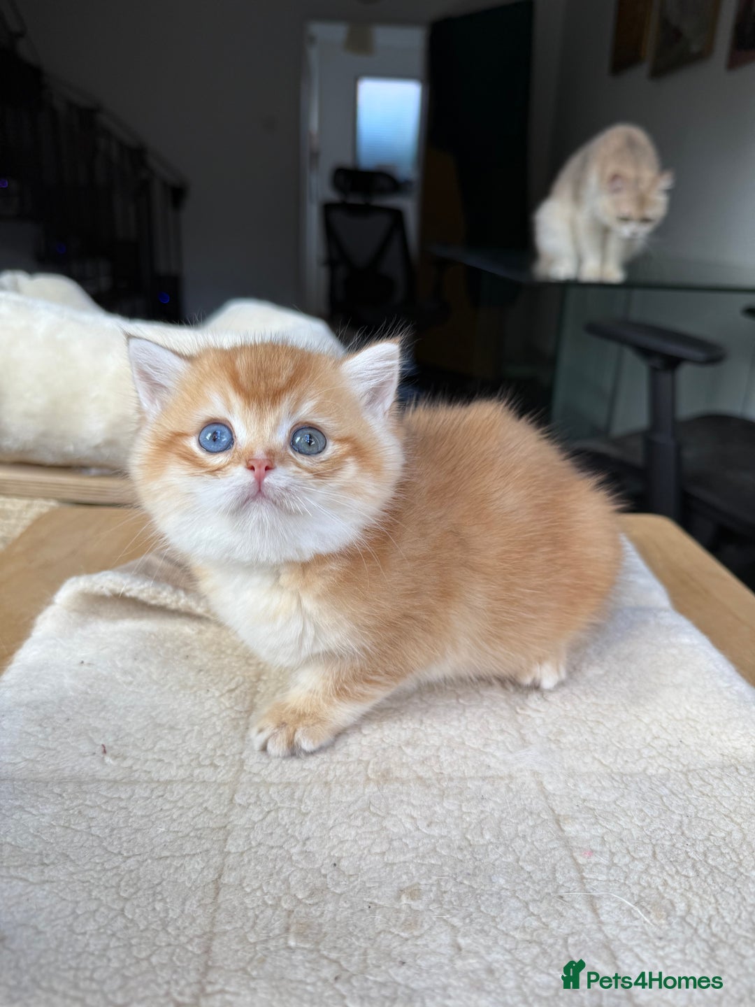 British Shorthair cats for sale: GCCF BSH Last Chocolate Golden Female Kitten Left - Image 2