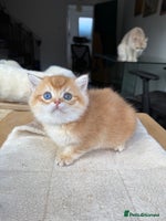 British Shorthair cats - Advert 4