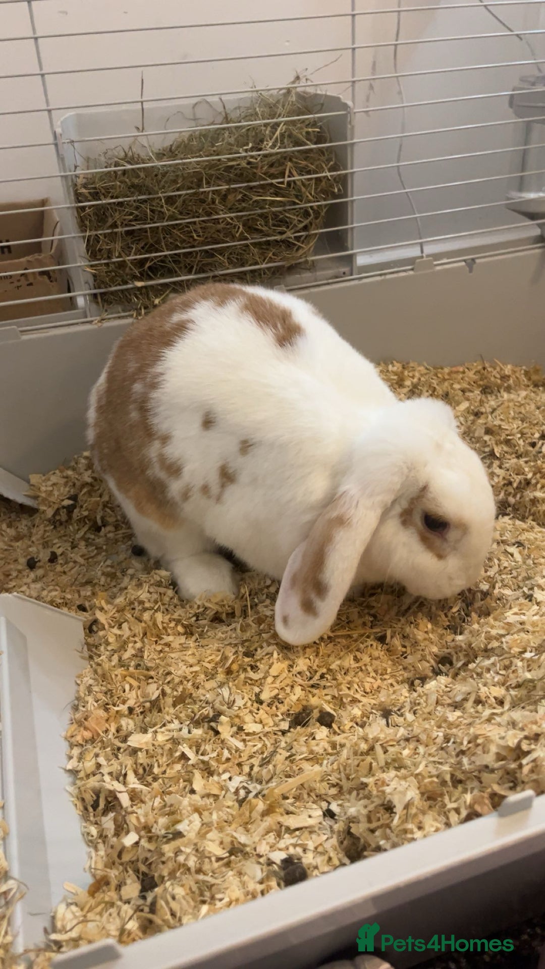 French Lop rabbits for sale: Name is Honey.  - Image 4