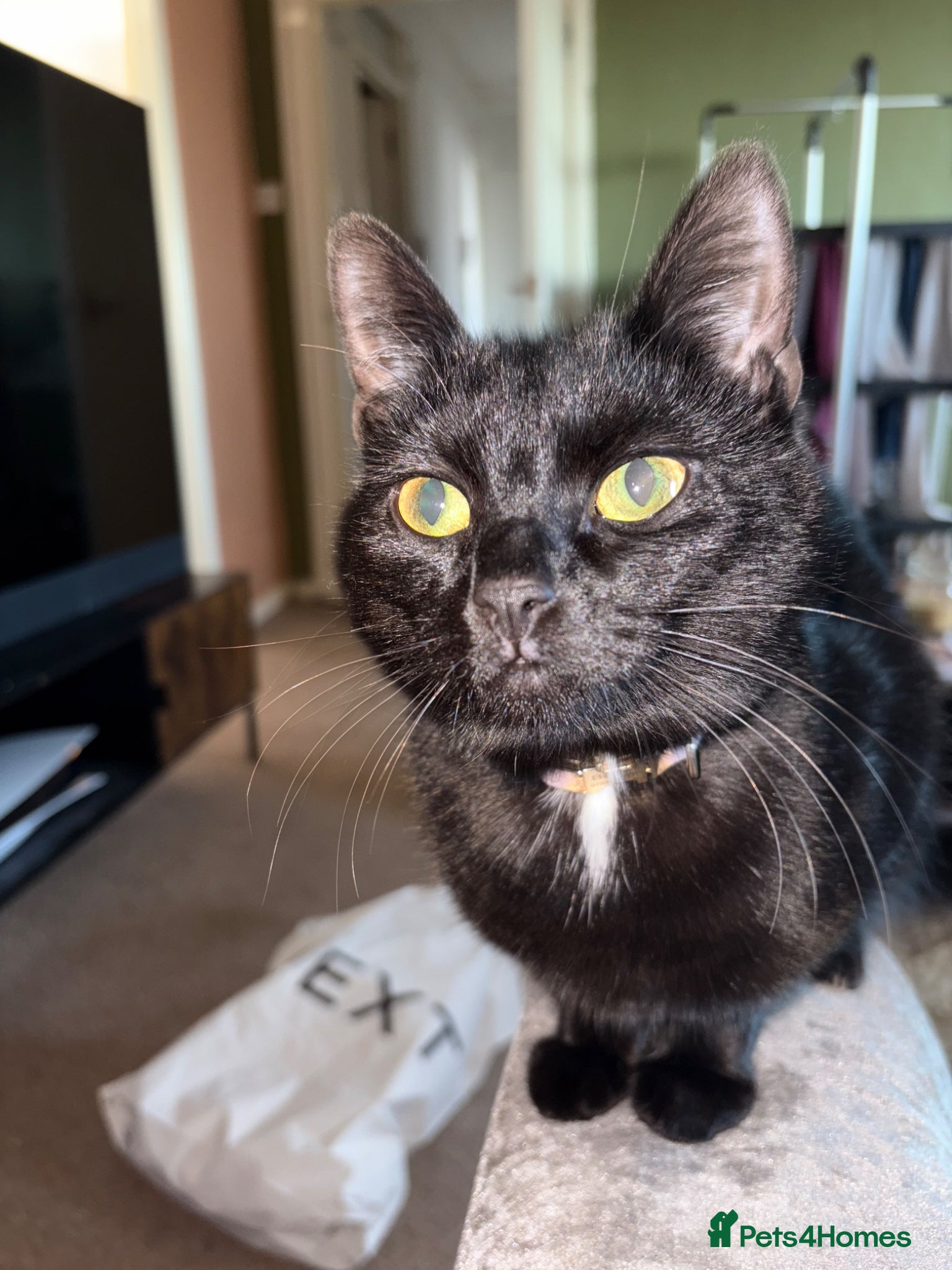 British Shorthair cats Black female cat, 10 months old - rehome - Advert 1