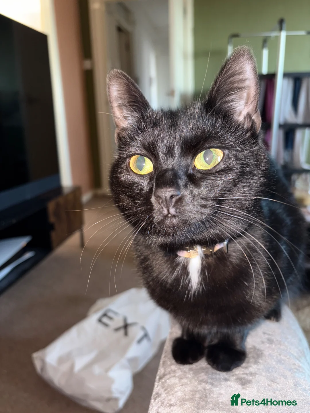 British Shorthair cats for sale: Black female cat, 10 months old - rehome in Coatbridge - Advert 1