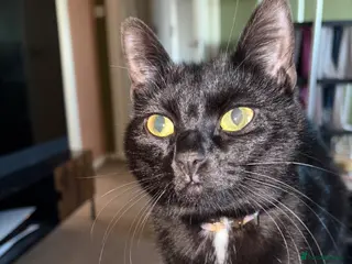 British Shorthair cats Black female cat, 10 months old - rehome - Advert 1