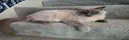 Ragdoll cats for sale: Ragdoll cats -  beautiful inside and out 😻 - Advert 11