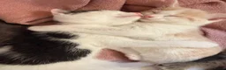 Mixed Breed cats for sale: “Caramel” Ginger and white little Girl in Norwich - Advert 7