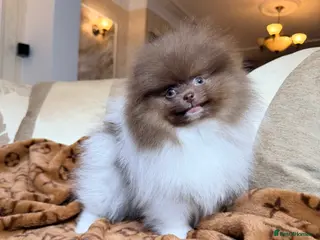 Pomeranian dogs Exclusive Lilac Party color Pomeranian Boy - Advert 1