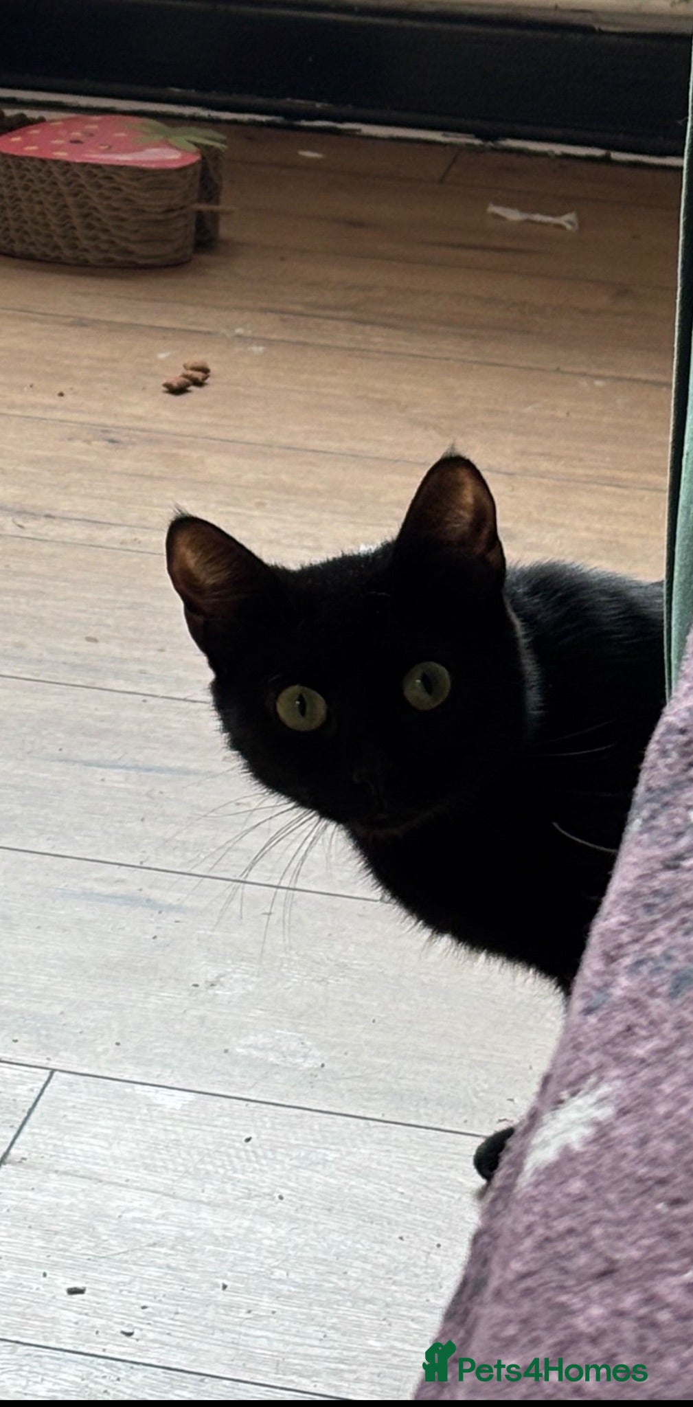 Domestic Shorthair cats Adult female cat for sale - Advert 3