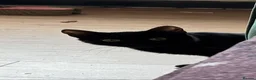 Domestic Shorthair cats for sale: Adult female cat for sale - Advert 1