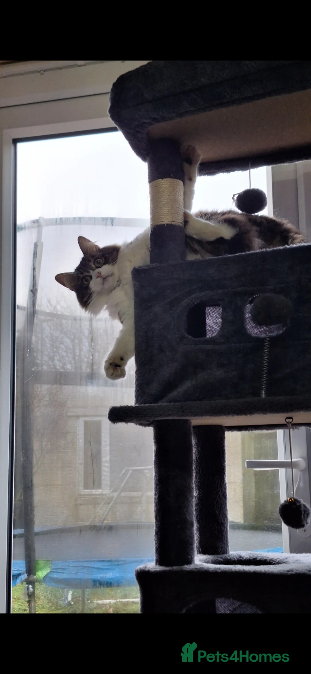 Mixed Breed cats for sale: Female taddy cat in Sutton Coldfield - Advert 4