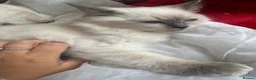 Ragdoll cats for sale: 😸🐾Pure Ragdoll kitties😸🐾 2 male & 1 female🐾😸 - Advert 13
