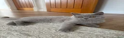 Scottish Fold cats for sale: Last Kittens – Don't Miss Out  - Advert 1