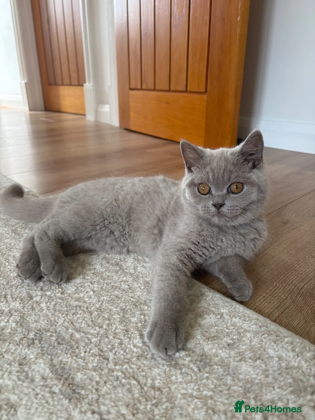 Scottish Fold cats for sale: Last Kittens – Don't Miss Out  - Advert 1