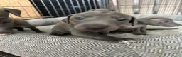Italian Greyhound dogs for sale: Grey italian greyhound puppies - Advert 14