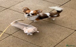 Chihuahua dogs for sale: Stunning 6 month old female  - Image 3